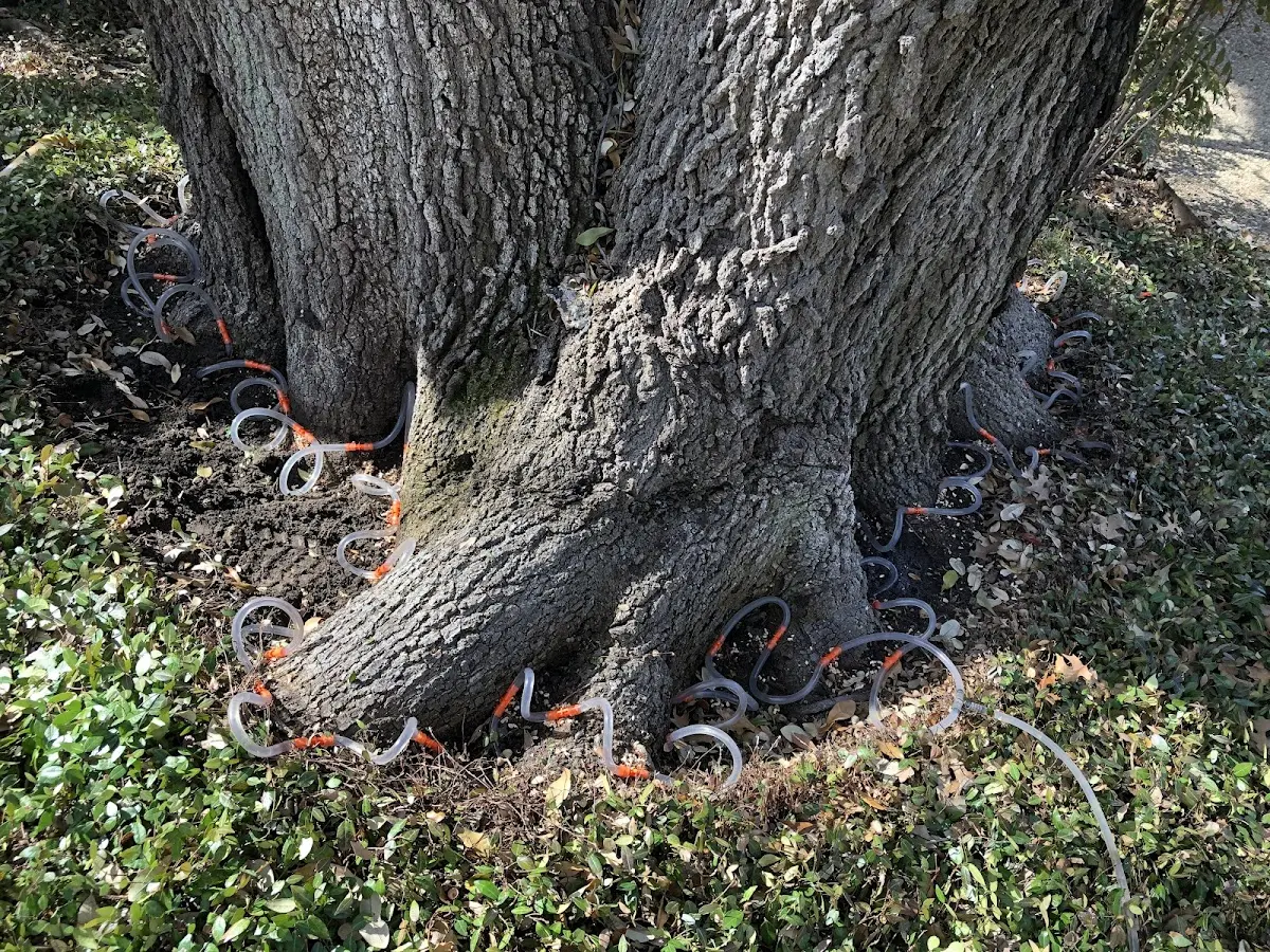 Detailed Tree Cabling and Bracing job site in Hughes